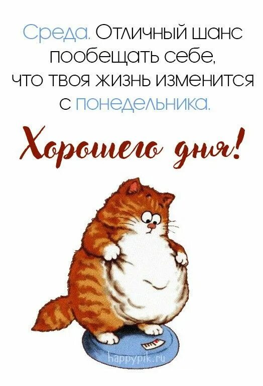 Доброе утро среды котики. Открытки со средой. доброе утро среда. с добрым утром среды. отличной среды.