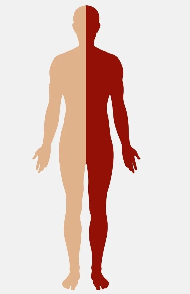 Тело человека. Половина человеческого тела.