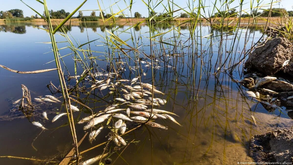 Река гиб. Экологическая катастрофа на реке Одра. Экологическая катастрофа гибель рыб. Река Одер. Катастрофа на реке одре.