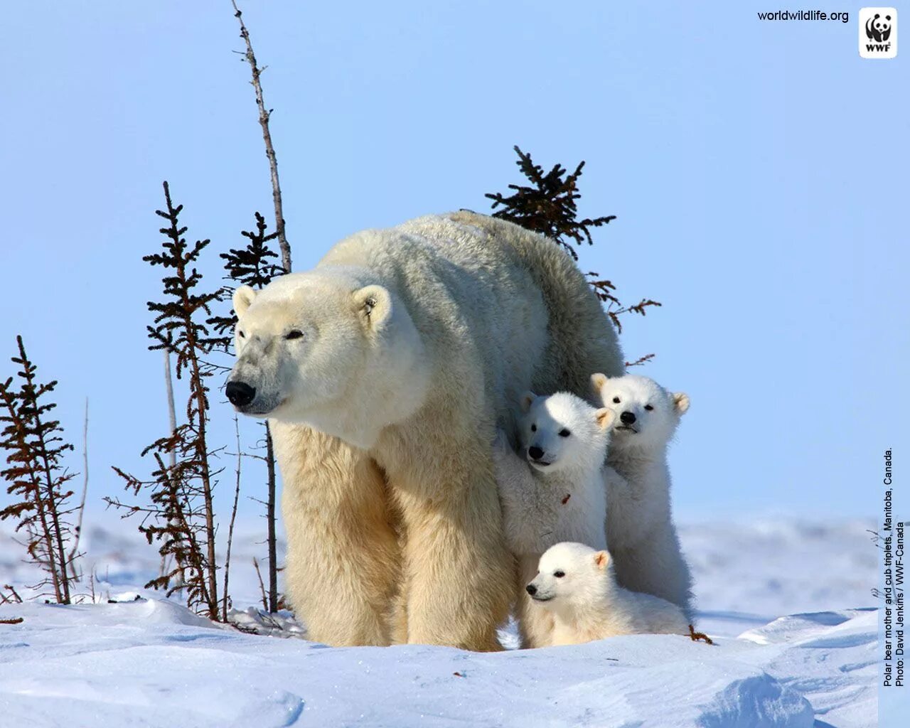 Дикая природа белого медведя. Белый медведь ВВФ. Белый медведь WWF. Белый медведь с медвежатами. Зелёный белый медведь.