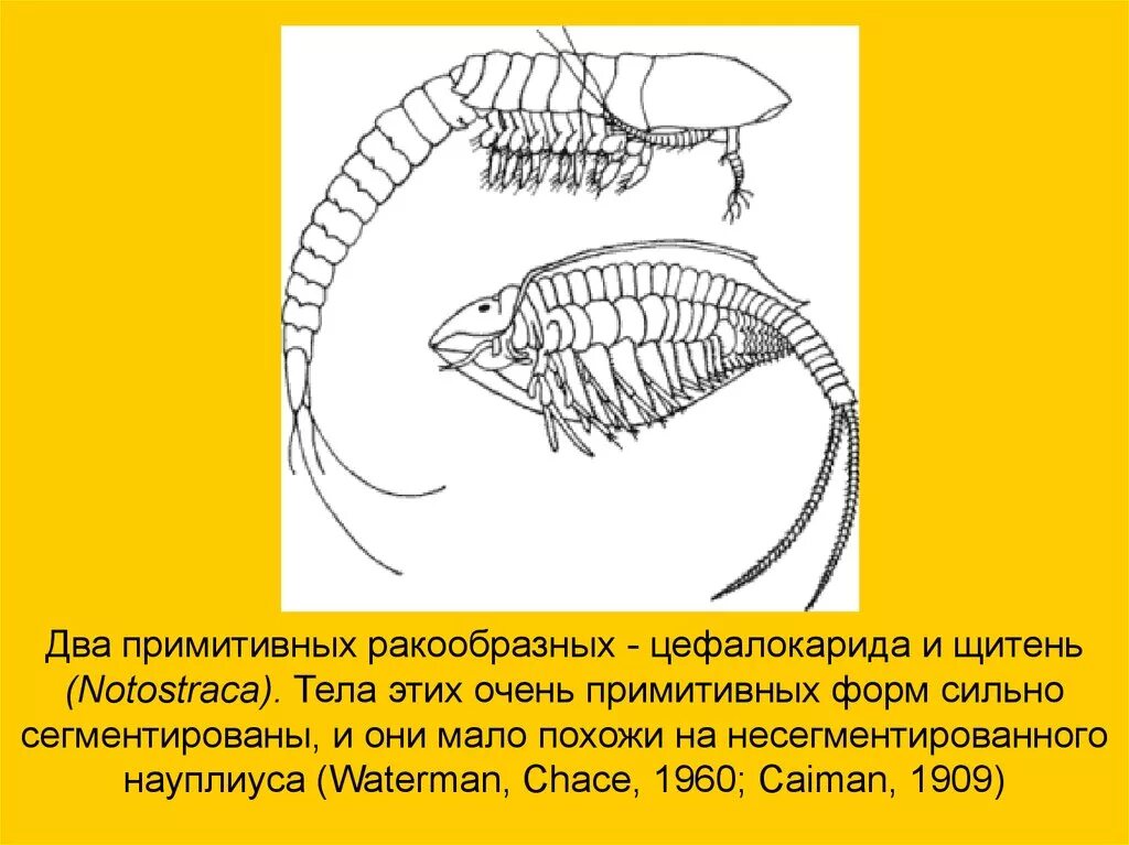 Цефалокариды строение. Цефалокариды ракообразные. Внешнее строение Цефалокариды. Щитень этапы формирования.