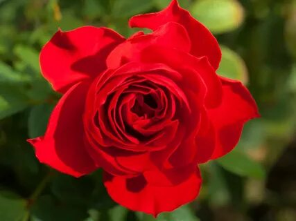 Rose bare