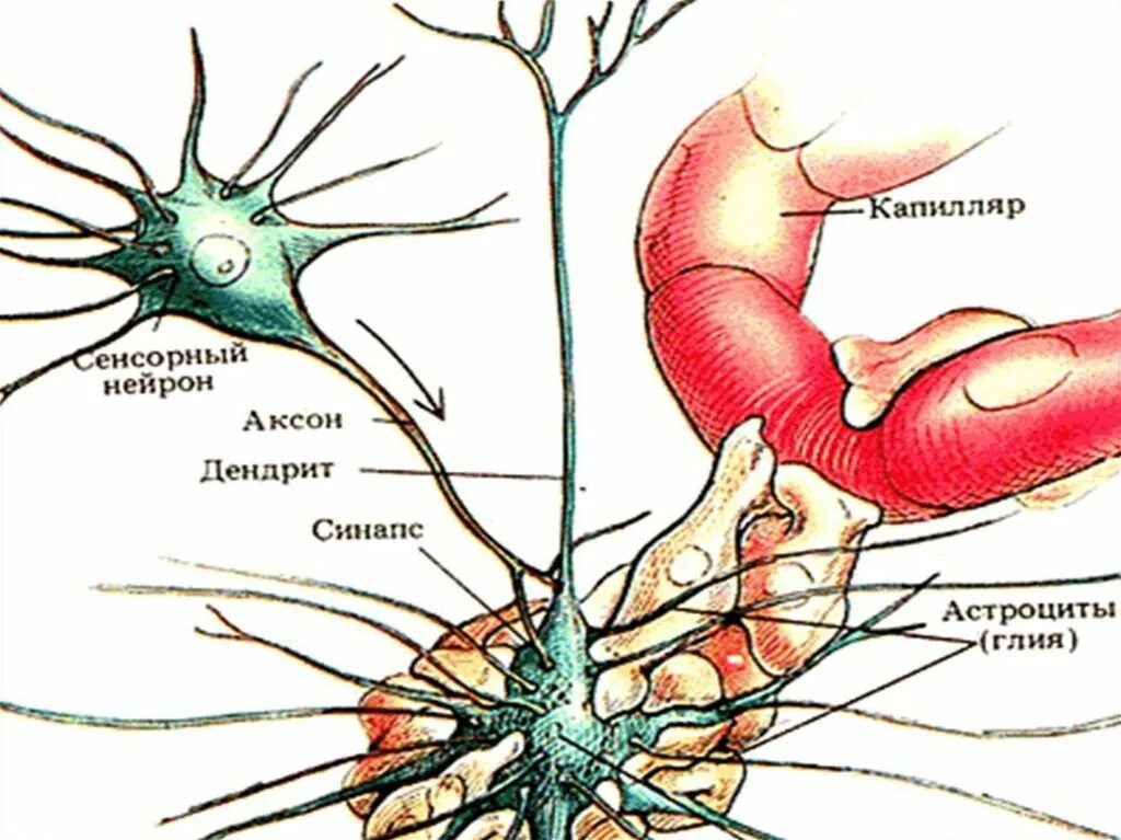 Что такое лдц нейрон. Микрофиламенты в нейроне. Из чего состоит нервная клетка. Свободы, 19-1, таганрог. Нейрон на свободе в таганроге.