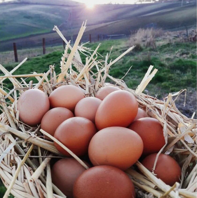 Яйцо 200 рублей. Домашние яйца. Домашние куриные яйца. Яйцо домашнее куриное. Домашние яйца в магазине.