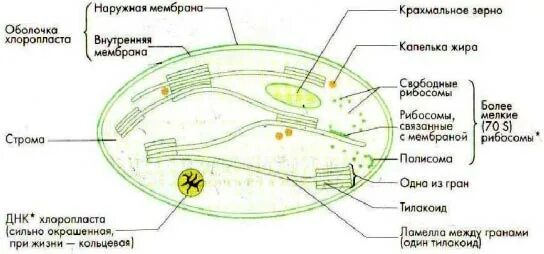 Хлоропласт полуавтономный. Схема строения хлоропласта. Строение рисунок хлоропласта в разрезе. Строение хлоропласта рисунок. Строение хлоропласта с подписями.
