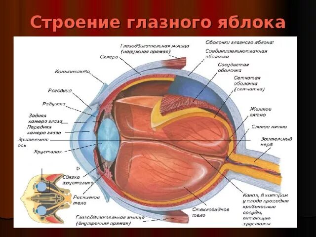 Преломляющие среды глаза. Преломляющие среды глазного яблока. строение глазного яблока. преломляющие структуры глазного яблока. строение глазного яблока оболочки и преломляющие среды.