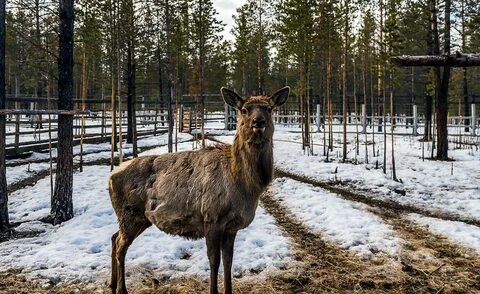 Сайт республики саха якутия