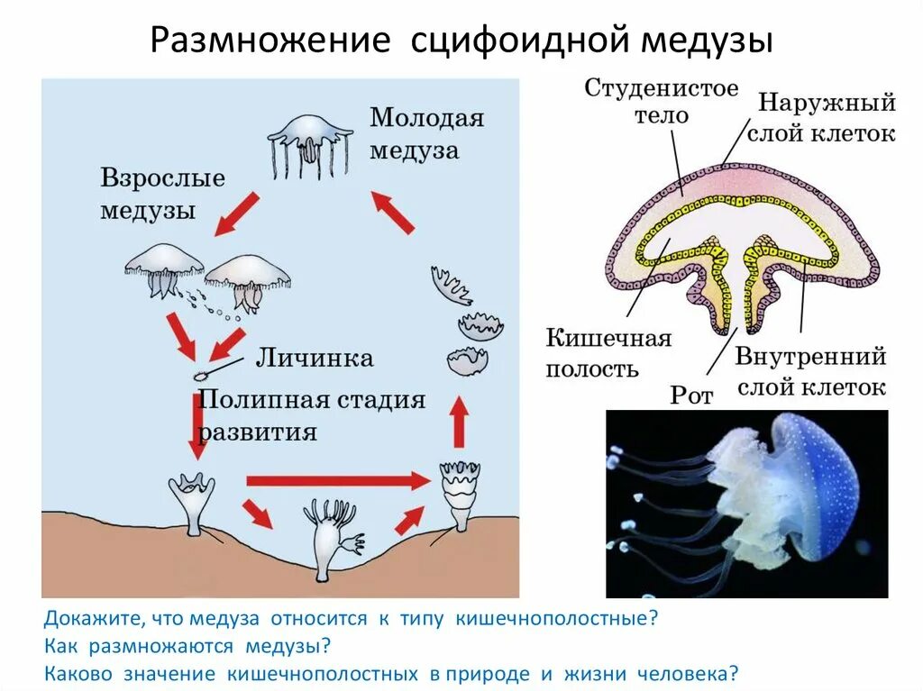 Жизненный цикл сцифоидных медуз. Жизненный цикл полипа и медузы. Размножение сцифоидных медуз.