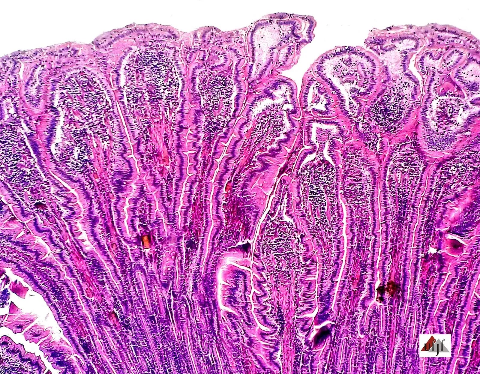 Histology atlas