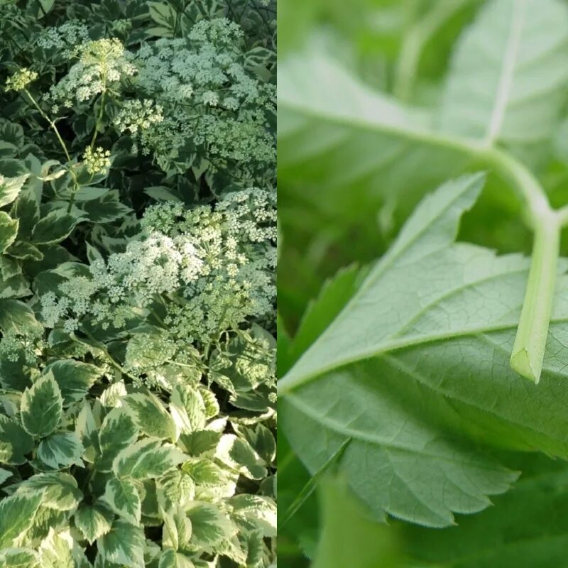 сныть обыкновенная. сныть болотная. сныть трава. сныть кашмирская. сорняк сныть.