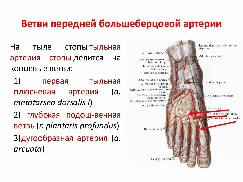 Конечная ветвь передней большеберцовой артерии. Основные артерии стопы