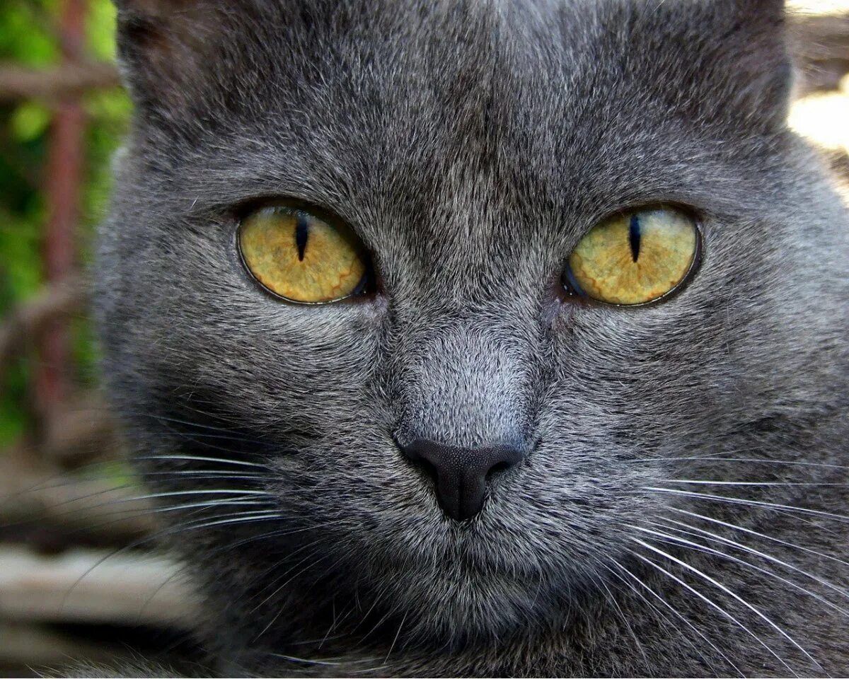Порода серой кошки с серыми глазами. Шартрез кошка. Шартрез черный. Шартрез кошка фото. Кошка серая.