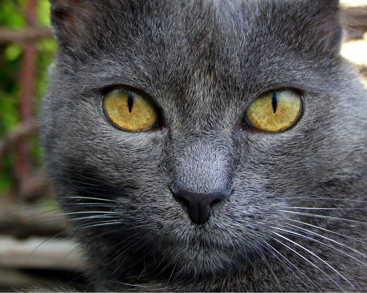 Cat s grey