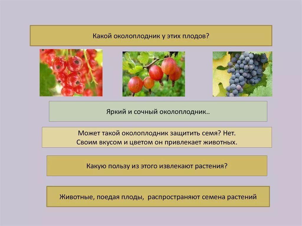 Рябина распространение плодов. Плод околоплодник. Плод околоплодник семя. Плод с сочным околоплодником. Яркие и сочные плоды.