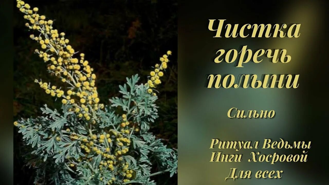 Эфирномасличные горечи Полынь. Чернобыль горечь полыни. Полынь для Ведьминой ванны. Полынь в Ведьмину бутылку. Рассказ любовь с полынной горечью часть 5