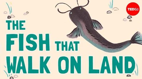 Walking fish