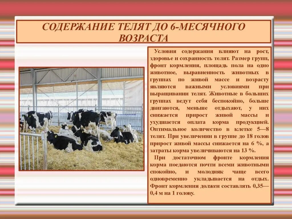 Значение полноценного кормления животных. Технология выращивания ремонтного молодняка крупного рогатого скота. условия содержания коров. методы кормления телят. содержание коров на фермах.