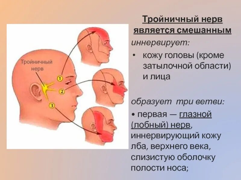 Можно греть тройничный нерв. Воспаление первой ветви тройничного нерва. Воспаление третичного нерва на лице. Тройничный нерв на лице симптомы.