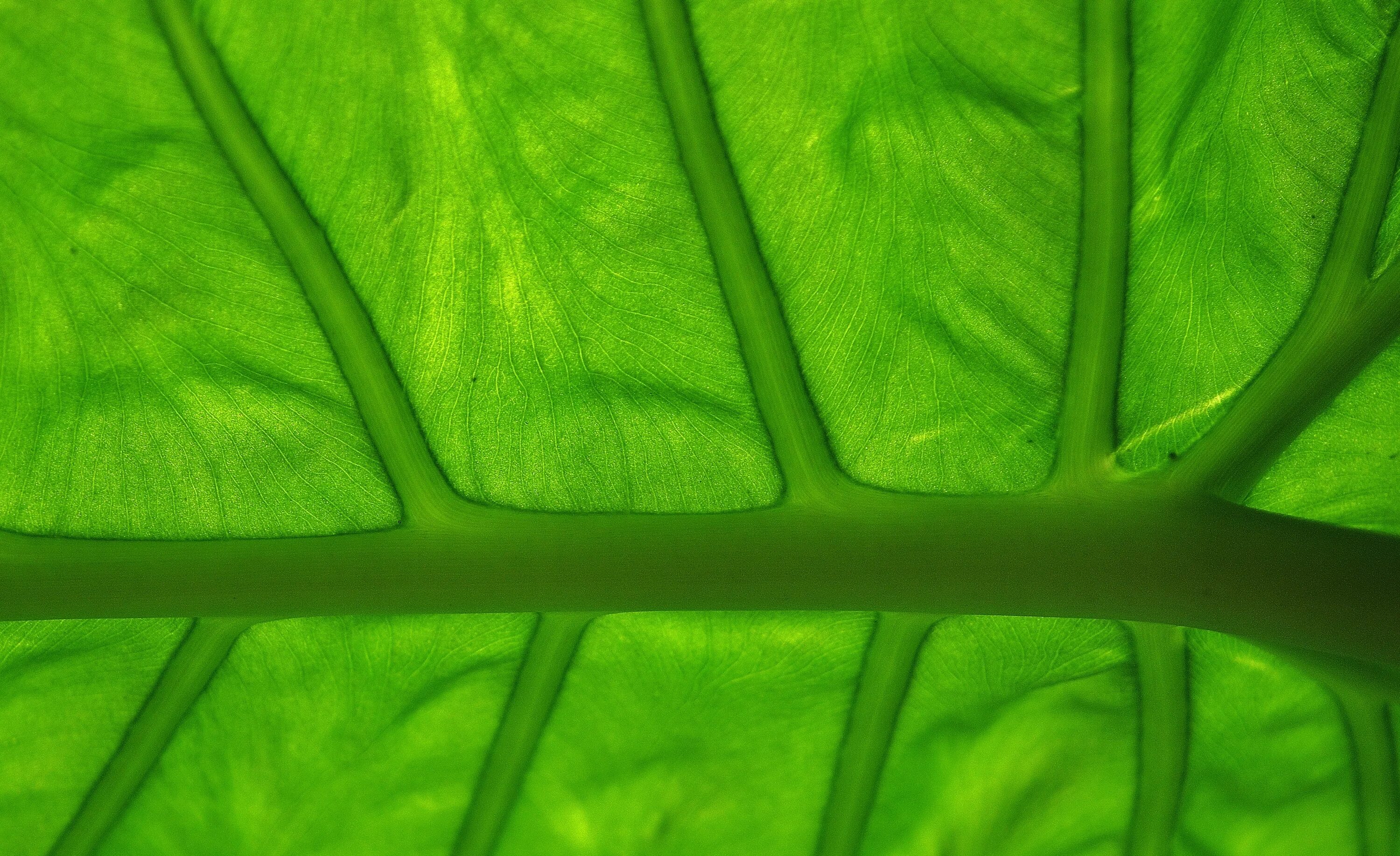 Купить зеленый лист. Водоросли Макросъемка. Листья водорослей. Зеленый стебель листья. Водоросли фон.