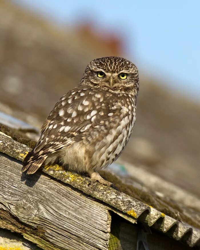 Сова домовой сыч. Домовый сыч гнусь. Браминский сыч. Калифорнийский сыч гном. Кубанский сыч.