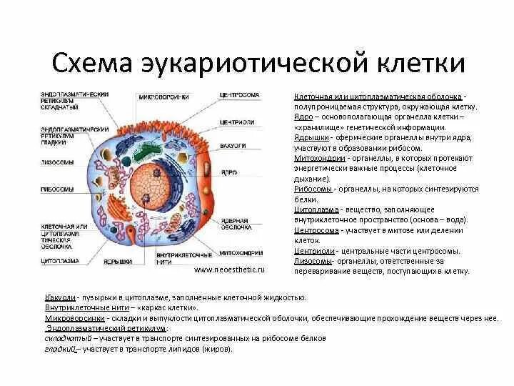 Составная часть клетки функции. Строение эукариотических клеток таблица строение и функции. Основные органоиды эукариотической клетки. Строение и функции органелл эукариотической клетки. Органоиды эукариотических клеток строение и функции.