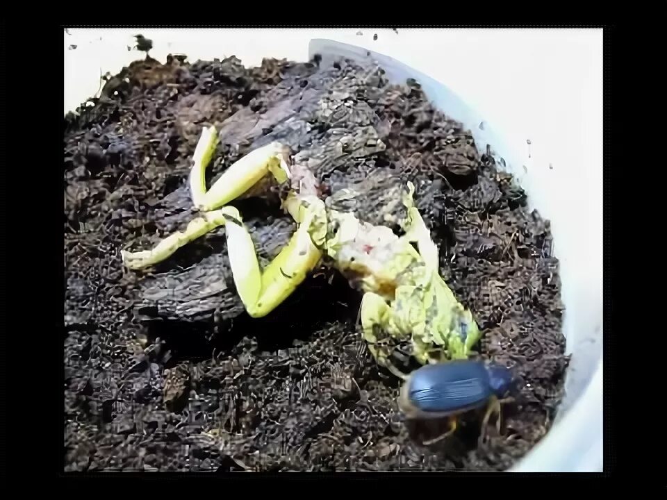Почему лягушка погибает
