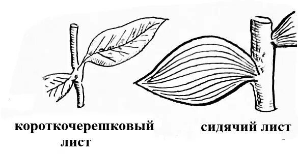 Лист