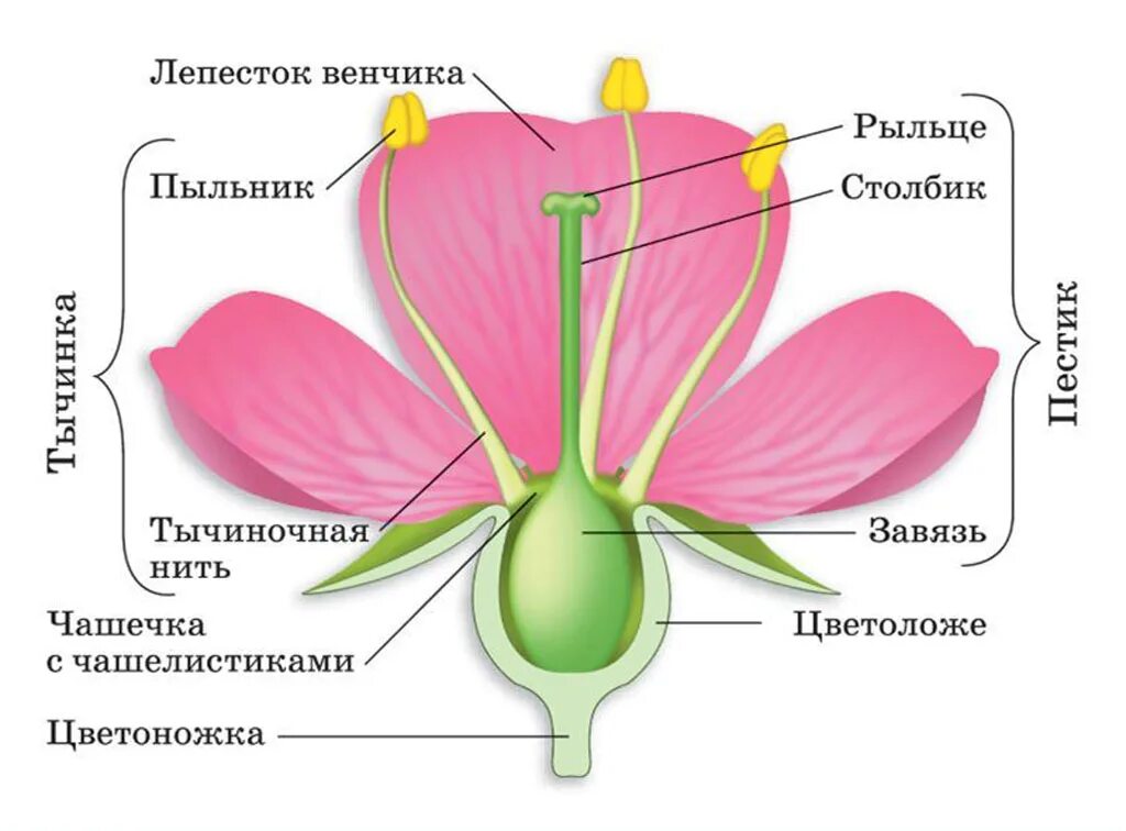 Часть цветка 6 класс впр. Чашелистики пестик тычинки венчик. Строение покрытосеменных растений строение цветка. Тычинка пестик пыльник завязь. Цветоножка и цветоложе чашечка.