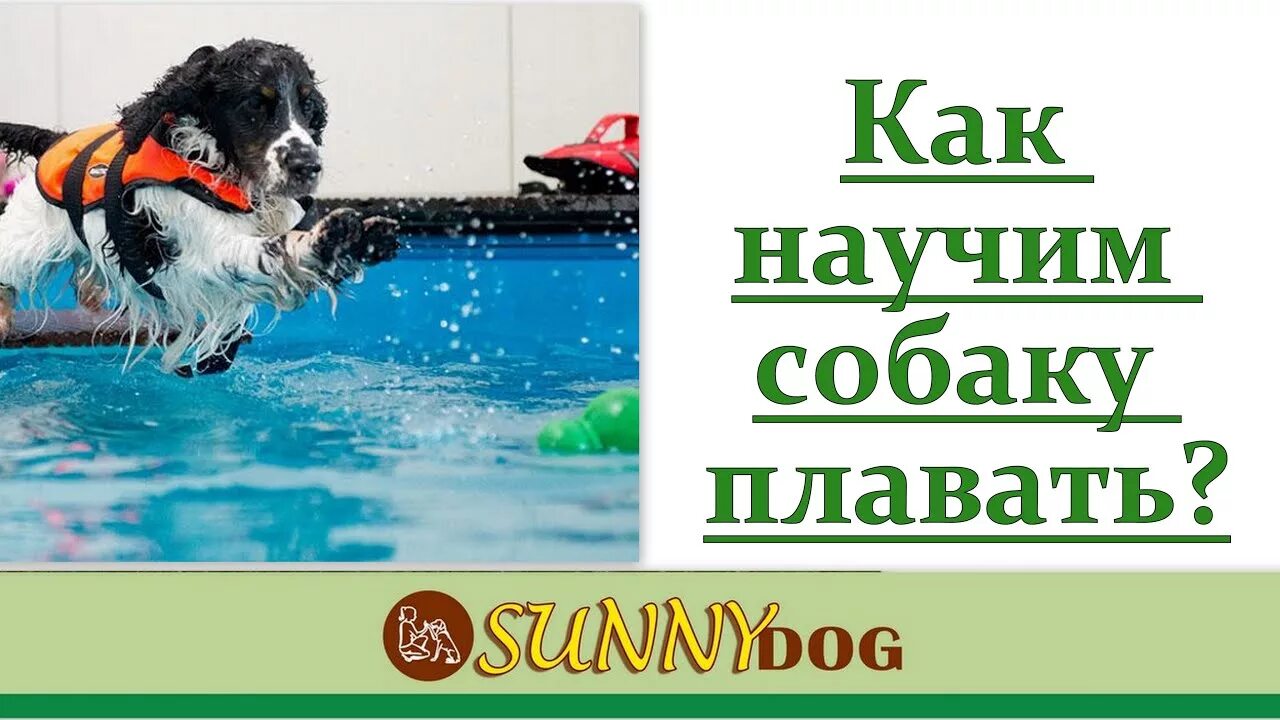 Учи рыбу плавать а собаку лаять. Учим собаку плавать. Как научить собаку плавать. Приучить собаку плавать. Как плавают собаки.