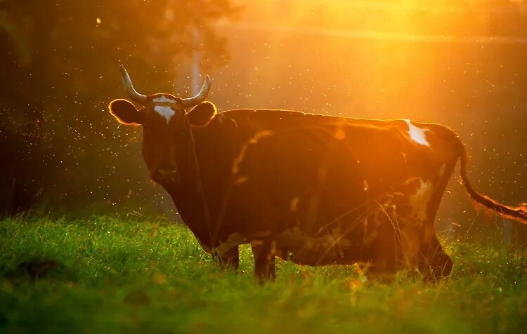 Сон коровка. Рыжая корова. Корова на солнце. Солнечная корова. Красивые коровки.