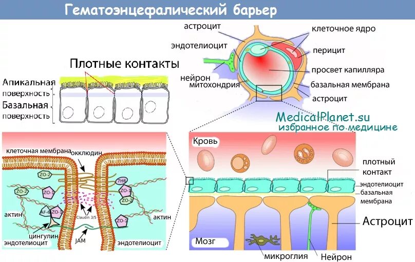 Барьеры гистология. Схема строения гематоэнцефалического барьера гистология. гематоэнцефалический барьер структура функции. компоненты гематоэнцефалического барьера гистология. клетки образующие гематоэнцефалический барьер.