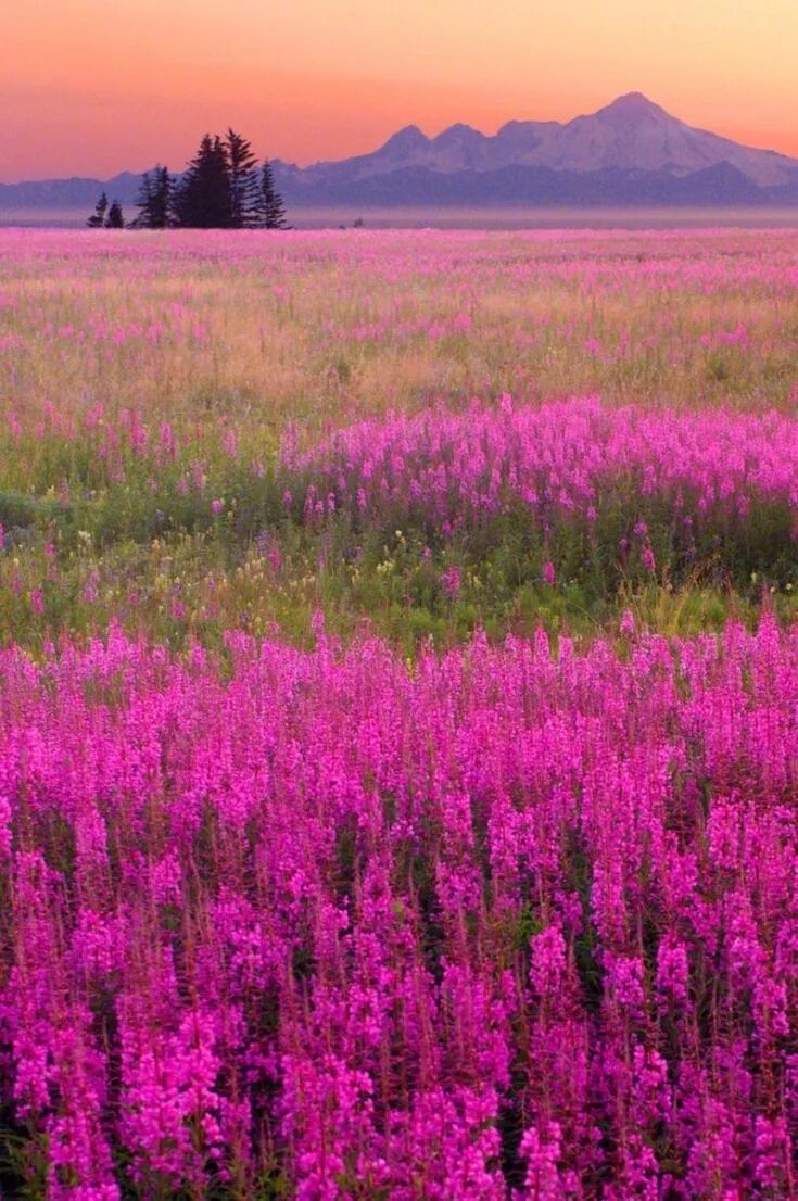 Цветы на закате (57 фото) Flower desktop wallpaper, Spring wallpaper, Nature des