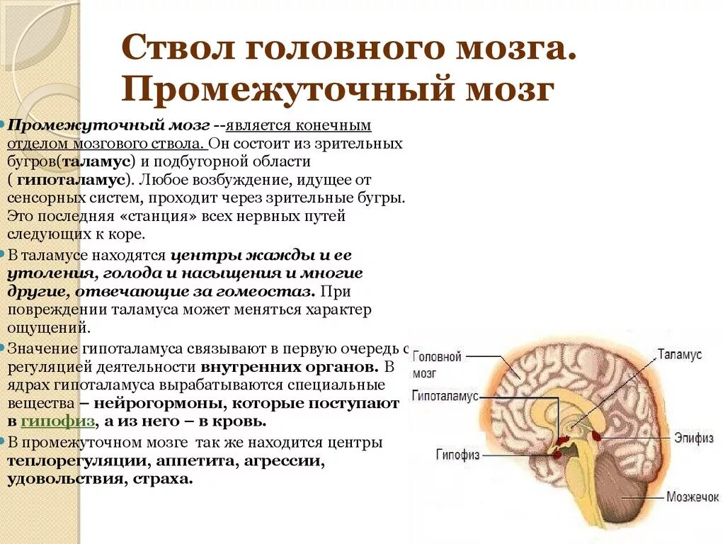 Ствол головного мозга строение и функции. Ствол мозга строение и функции кратко. Ствол головного мозга строение и функции анатомия. Функции отделов ствола головного мозга. В ствол головного мозга входят отделы