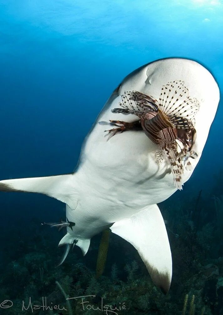 Удивитель. Подводные животные. Опасные морские животные. Океанские обитатели. Необычные морские животные.