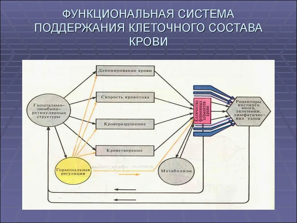 Функциональная система кровь таблица. Функциональная система поддержания PH. Функциональная система поддержания PH крови схема. Схемы функциональных систем поддержания постоянства РН крови.