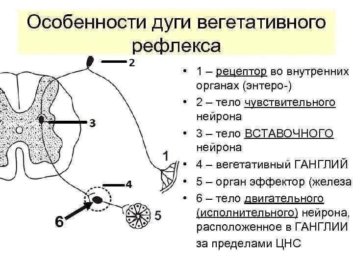 Двигательный вегетативный нейрон. Строение вегетативного рефлекса. Схема вегетативной симпатической рефлекторной дуги спинного мозга. Особенности рефлекторной дуги вегетативного рефлекса. Части рефлекторной дуги спинного мозга.