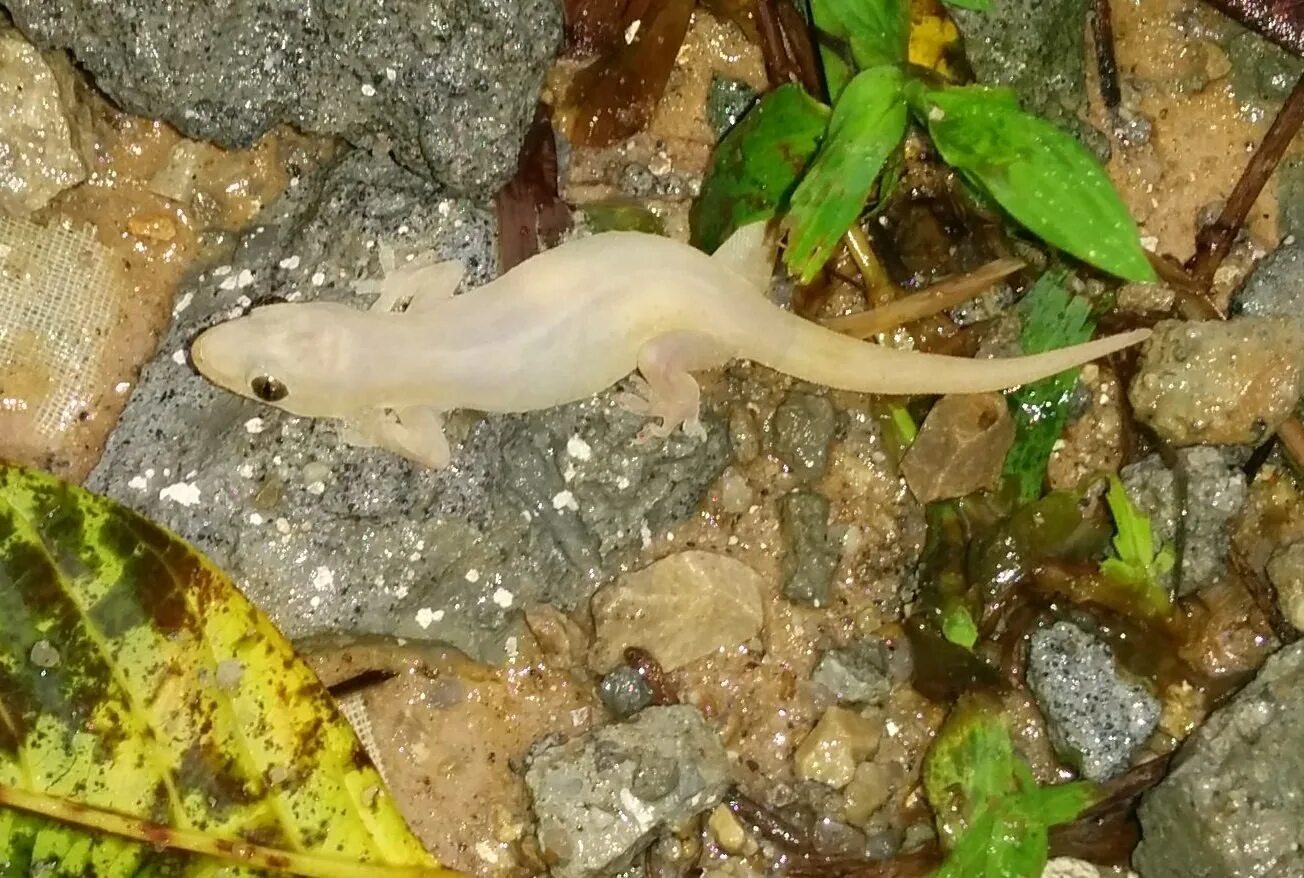 Испанский иглистый тритон альбинос. Иглистый тритон альбинос. Тритон альбинос. Тритон альбинос аквариумный. Иглистый тритон альбинос.