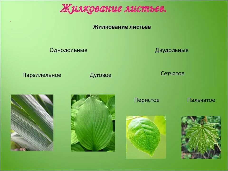 Жилкование сетчатое дуговое параллельное. Жилкование листьев сетчатое параллельное дуговое. Сетчатое жилкование перистое и пальчатое. Жилкование листьев у однодольных растений. Перисто сетчатое жилкование листьев.