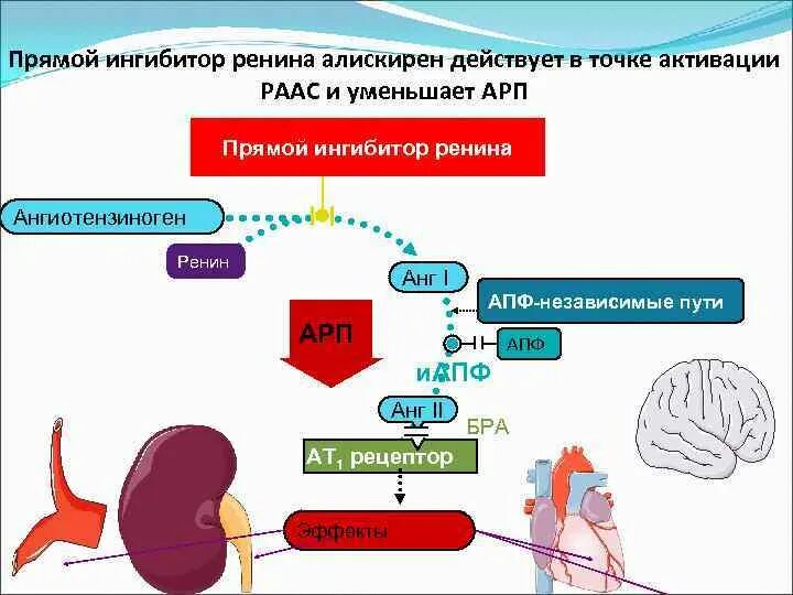 Блокаторы синтеза ренина. Прямой ингибитор ренина алискирен. Механизм действия прямой ингибитор ренина. Ингибиторы секреции ренина. Прямой ингибитор