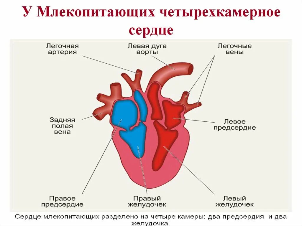У каких животных четырехкамерное. Строение сердца млекопитающих животных. Схема строения сердца млекопитающих. Строение сердца схема четырехкамерное. Схема строения сердца 3 класс.