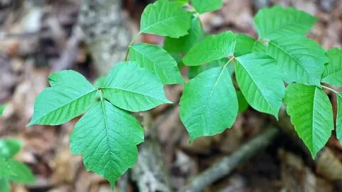 Poison plant