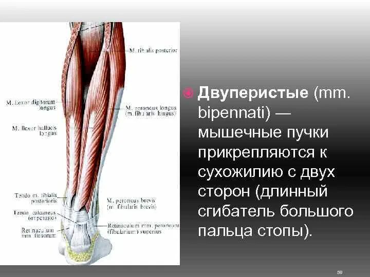 Длинный сгибатель стопы. Длинный сгибатель пальцев. Длинный сгибатель пальцев стопы. Формы мышц. Длинный сгибатель 1 пальца стопы.