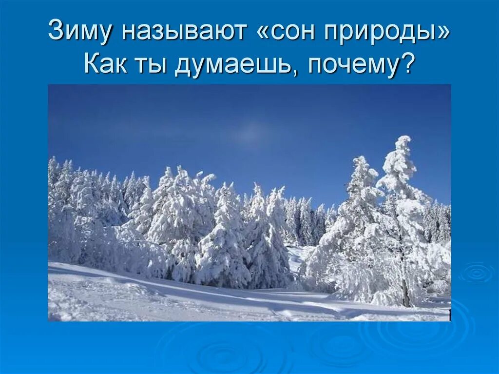 Зима живая и неживая. Зимние явления в неживой. Явления неживой природы зимой. Зимние явления природы для детей. Зима в живой природе.