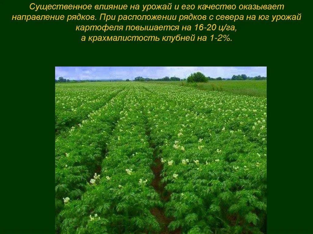 Использование картофеля. Грядово-ленточная технология возделывания картофеля. гребневая технология возделывания картофеля. современные технологии возделывания картофеля. агротехническое возделывание картофеля.
