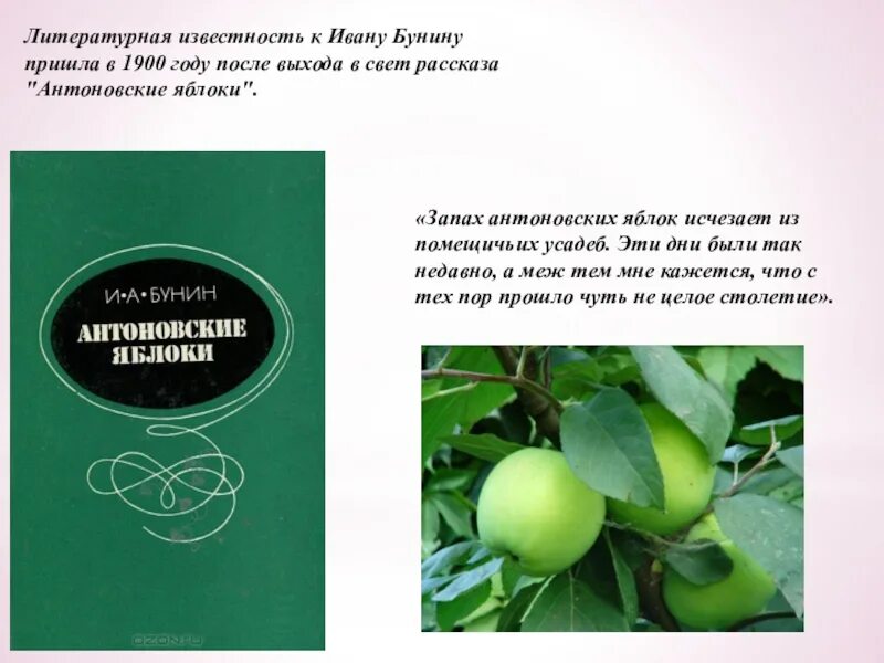 Запах яблока. Запах антоновских яблок. Аромат яблони. Цвет Антоновские яблоки.