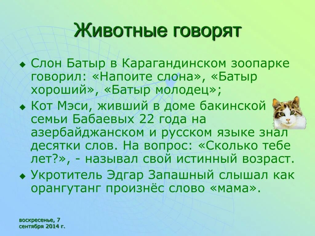 Звери расскажи что моря не