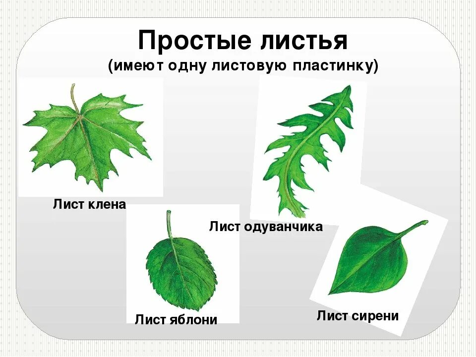 Одна листовая пластинка у листьев. Лист липы листорасположение. лист клена листорасположение. тополь листорасположение. листорасположение листьев березы.