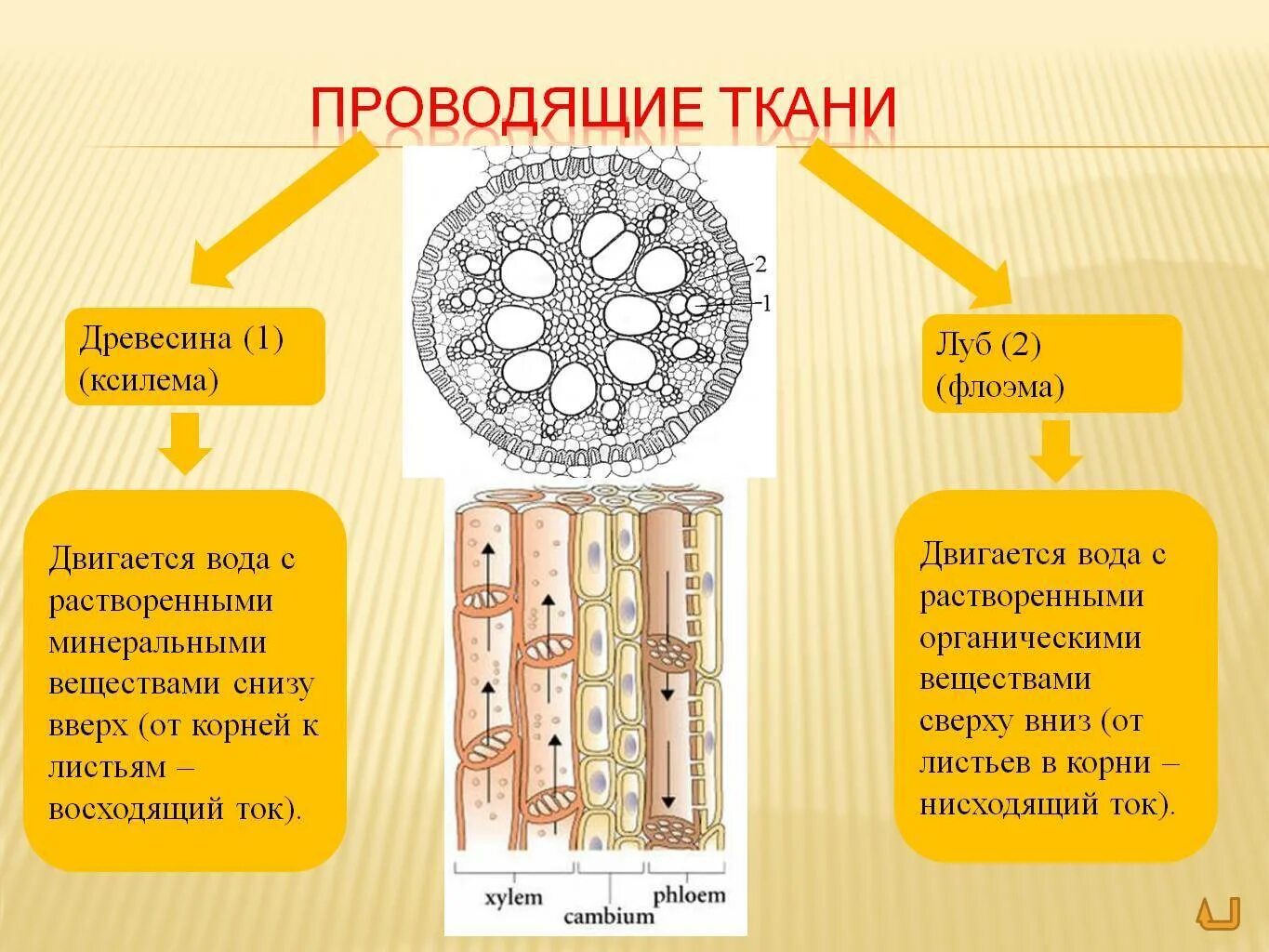 Какие клетки входят в состав древесины