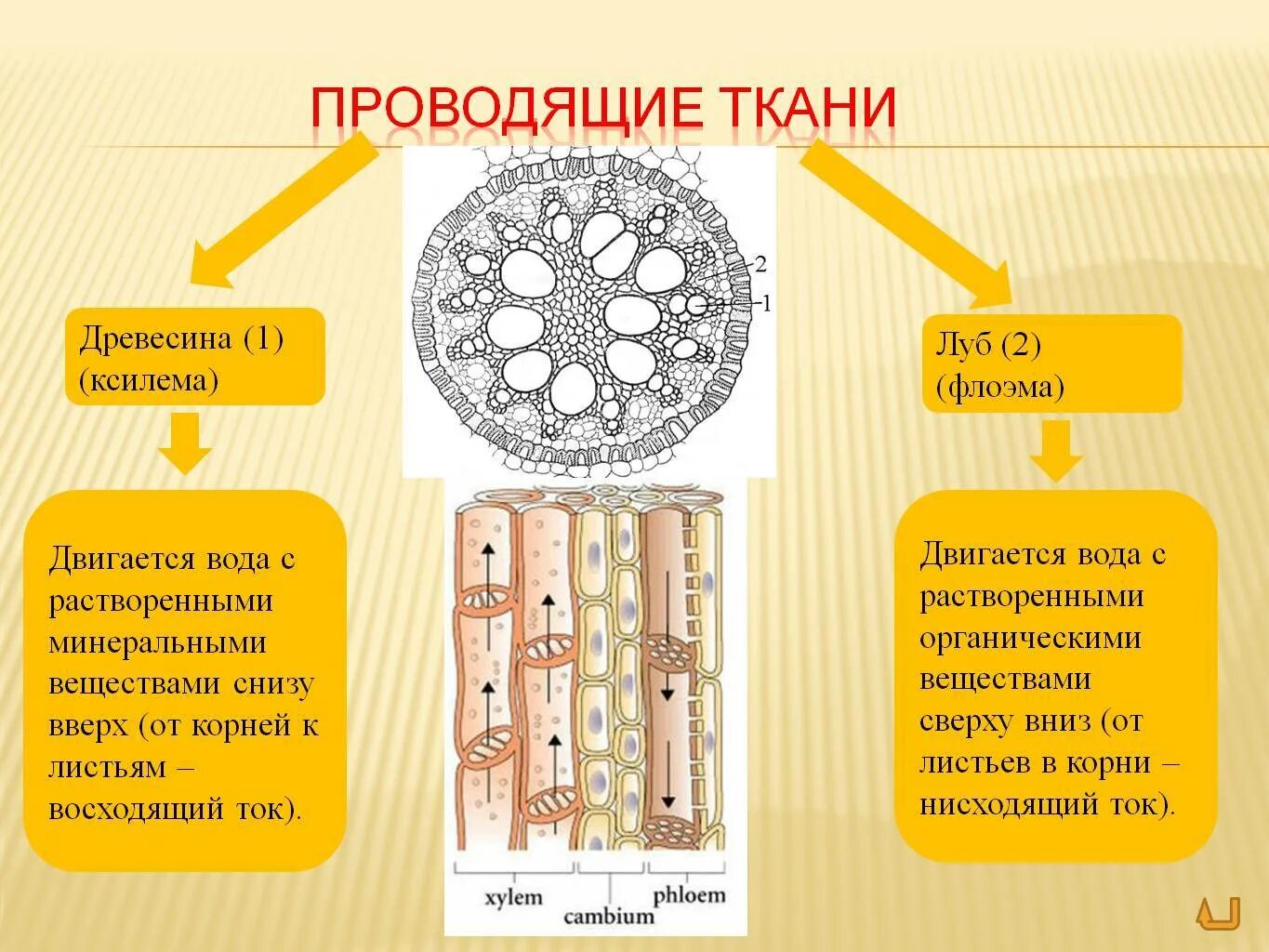 В состав какой ткани входят клетки. Строение стебля Ксилема и флоэма. Ксилема и флоэма это ткани. Ткани растений Ксилема флоэма. Луб флоэма древесина Ксилема.