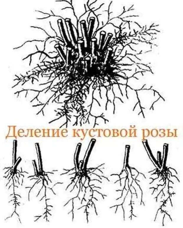 Корень флокса. Размножение флоксов делением куста. Корневые черенки флоксов. Вегетативное размножение делением куста. Размножения флокса метельчатого деления куста.